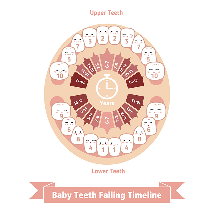 baby teeth falling timeline